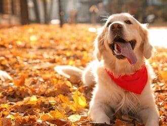 A beautiful golden retriever sitting in a pile of leaves with a red bandana on and his tongue hanging out.