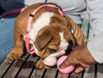 Recognizing Early Warning Signals of Common Dog Ailments