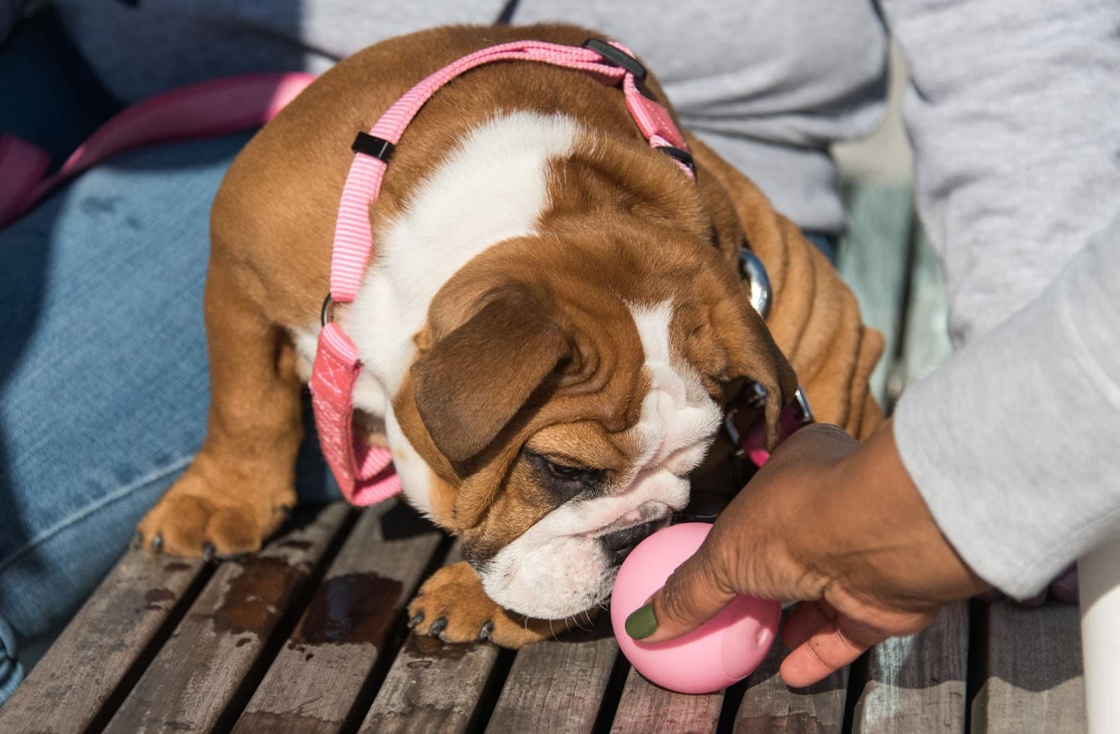 Recognizing Early Warning Signals of Common Dog Ailments