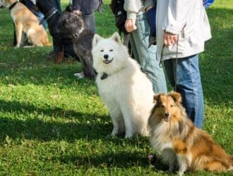 Five people stand in a line holding dogs on leashes. The dogs sit at the people's feet in a grassy park area.