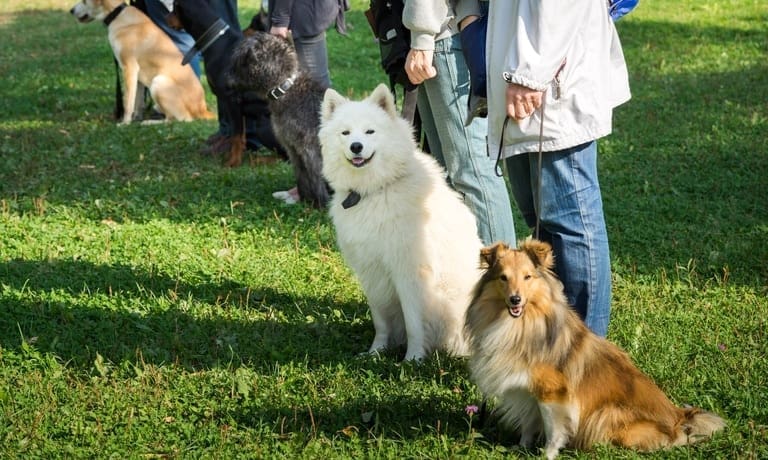 Five people stand in a line holding dogs on leashes. The dogs sit at the people's feet in a grassy park area.
