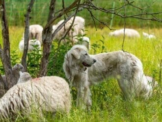 A white livestock guardian dog standing under a tree alongside several sheep and lambs as they graze.