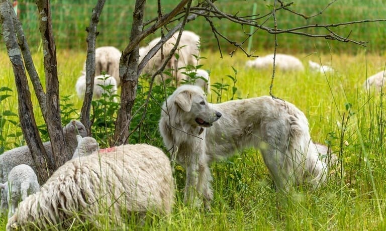 A white livestock guardian dog standing under a tree alongside several sheep and lambs as they graze.