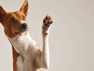 An alert tan-and-white basenji dog lifting on of its arms into the air to show the brown pads of its paw.