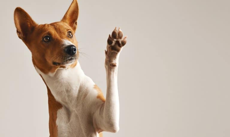 An alert tan-and-white basenji dog lifting on of its arms into the air to show the brown pads of its paw.