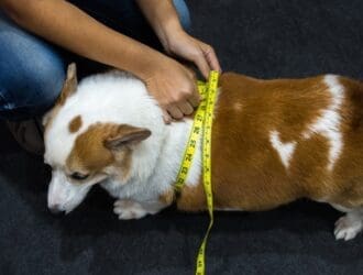 A person squats down and wraps yellow measuring tape around the midsection of a brown and white dog.