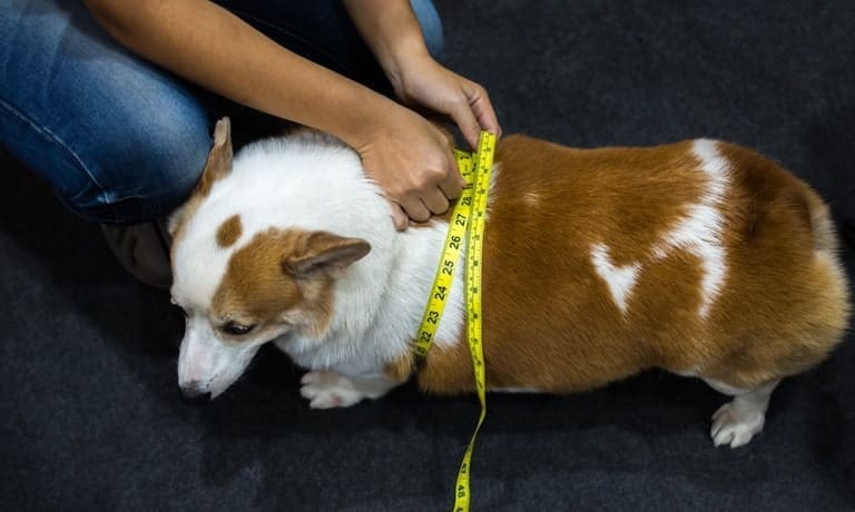 A person squats down and wraps yellow measuring tape around the midsection of a brown and white dog.