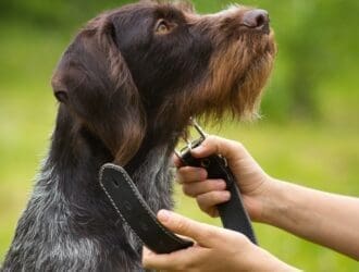 A close-up of a person about to secure a black leather collar around the neck of a large brown dog with wiry fur.
