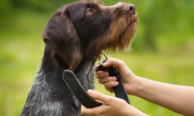 How To Make a Custom Collar for Your Pet 1 A close-up of a person about to secure a black leather collar around the neck of a large brown dog with wiry fur.