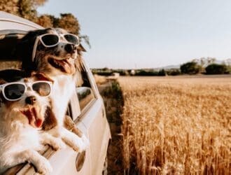 Two dogs wearing white sunglasses hang out of the window of a car driving through a wheat field during the summer.