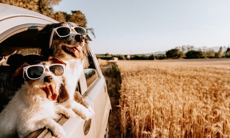 Two dogs wearing white sunglasses hang out of the window of a car driving through a wheat field during the summer.