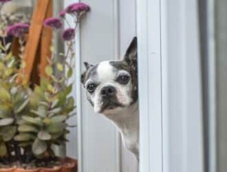A Boston terrier peeking its head through an open doorway leading outside near a plant with purple flowers.