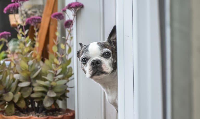 Ways To Make Your Backyard More Pet-Friendly 1 A Boston terrier peeking its head through an open doorway leading outside near a plant with purple flowers.