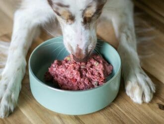 Species-Appropriate Nutrition-Does_it_Matter