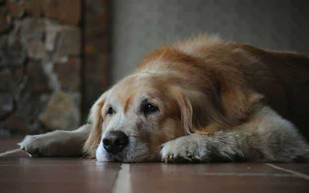 What Pet Parents Need to Know About Canine Cognitive Dysfunction 2 image 1