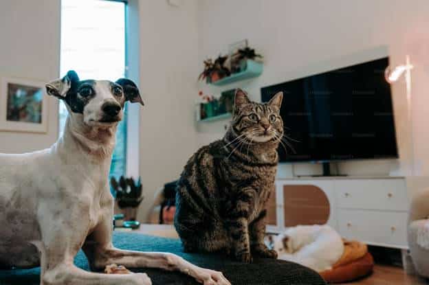 Can Bengal Cats and Dogs Get Along? What to Expect 1 image 4