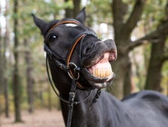 A black horse in the woods smiling for the camera. He is showing his top and bottom teeth, wearing a harness.