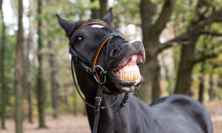 A black horse in the woods smiling for the camera. He is showing his top and bottom teeth, wearing a harness.
