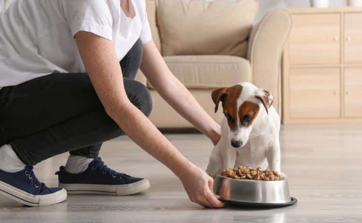 A woman places a metal dish of food in front of her white and brown dog. The two are in a home's living room.