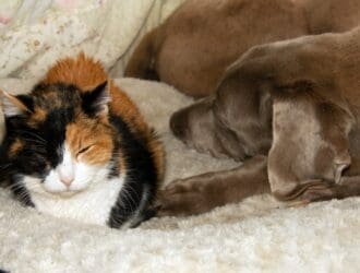 A calico cat and large brown dog are resting next to each other on a large dog bed, with flowery bedding in the background.