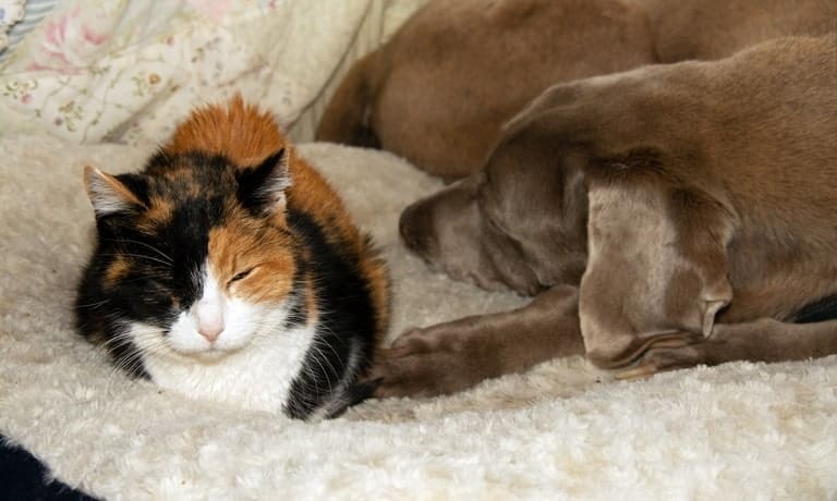 A calico cat and large brown dog are resting next to each other on a large dog bed, with flowery bedding in the background.