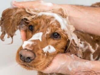 A close-up view of a dog with red fur receiving a bath. A person is rubbing the dog's ear, creating white suds.
