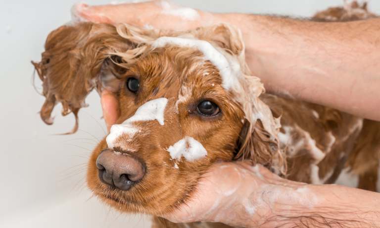 A close-up view of a dog with red fur receiving a bath. A person is rubbing the dog's ear, creating white suds.