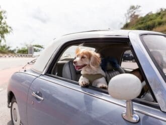 A dog looking out the passenger side window of a car as the driver makes a turn. The dog is wearing a green harness.