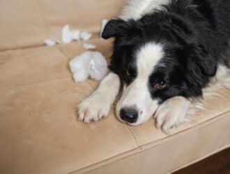 A black-and-white border collie is lying on a plush, beige couch. There are scraps of stuffing on the couch cushions.