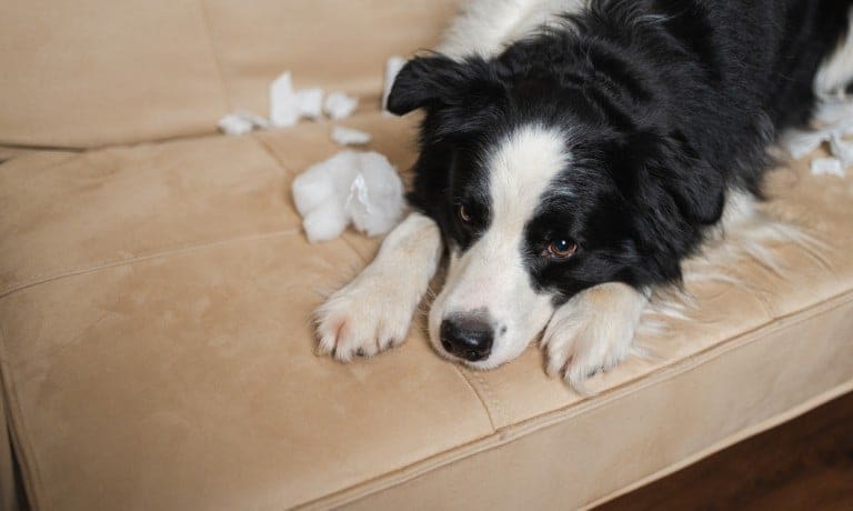 Best Ways To Prevent Pet Damage on Your Furniture 1 A black-and-white border collie is lying on a plush, beige couch. There are scraps of stuffing on the couch cushions.