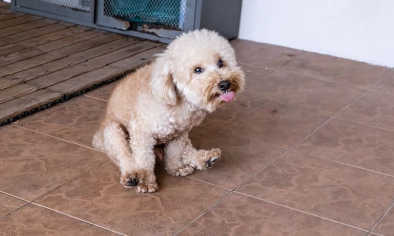 A small fluffy poodle with light brown fur is scooting its butt on the tile floor while sticking its tongue out.