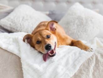 A happy, large breed dog laying on their owner's bed. The dog is sticking its tongue out, laying on a white blanket.