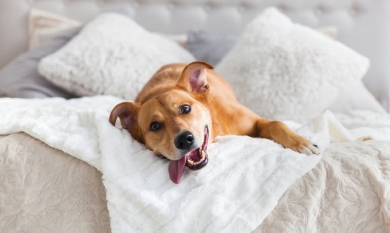 A happy, large breed dog laying on their owner's bed. The dog is sticking its tongue out, laying on a white blanket.