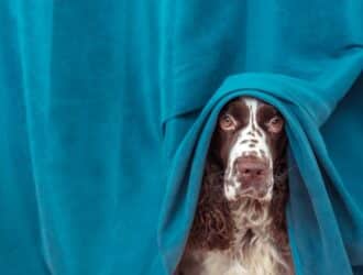 A brown-and-white adult cocker spaniel with a speckled nose peeks out from under cerulean blue curtains.