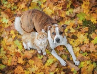 A cat and a dog lie side by side among a large pile of multi-colored autumn leaves as they look up towards the sky.