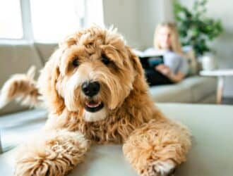 A golden-colored dog with curly fur lies on a cream couch. A woman rests on the couch, reading a book in the background.