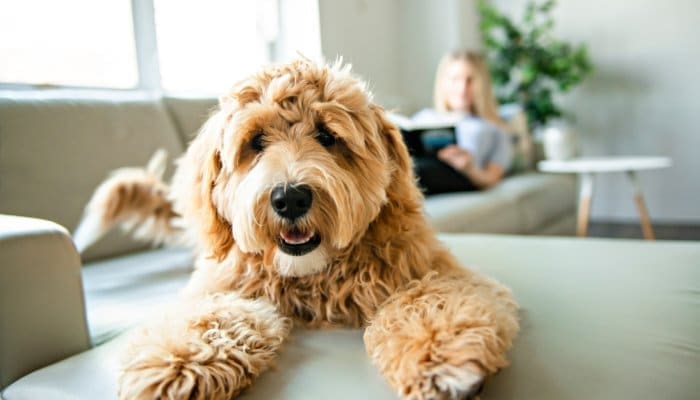 Potentially Dangerous Home Items for Your Dog 1 A golden-colored dog with curly fur lies on a cream couch. A woman rests on the couch, reading a book in the background.