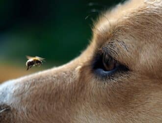 Close-up of a dog's face as a small bee flies closely over the bridge of its nose and close to the animal's eye.