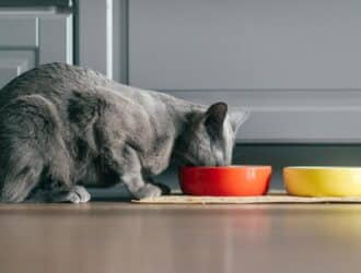 A gray cat sticks its head into an orange bowl to eat. The bowl sits beside a yellow one with a yellow mat underneath.