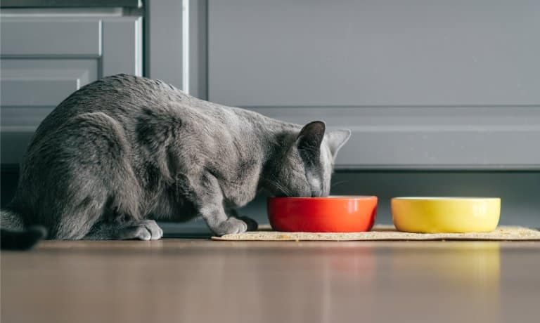 A gray cat sticks its head into an orange bowl to eat. The bowl sits beside a yellow one with a yellow mat underneath.