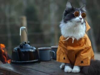 A close-up shows a gray and white cat wearing a yellow jacket and sunglasses on a picnic table next to kettle.
