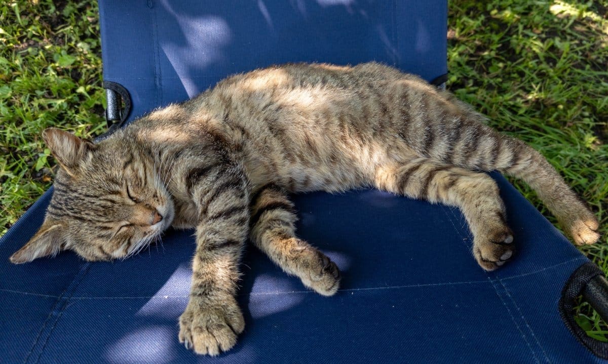 A close-up shows a brown and black Tabby cat sleeping on a blue chair in a green grassy area. One paw is off the chair.