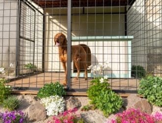 A brown dog standing in an outdoor kennel. There is a dog house inside the kennel and lots of flowers and rocks outside of it.