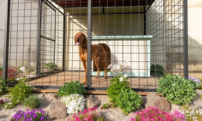 A brown dog standing in an outdoor kennel. There is a dog house inside the kennel and lots of flowers and rocks outside of it.