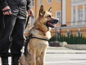 A police K9 dog sits patiently next to its handler. The handler is in full black uniform, and the dog wears its vest.