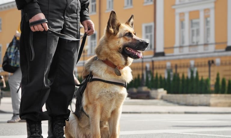 A police K9 dog sits patiently next to its handler. The handler is in full black uniform, and the dog wears its vest.