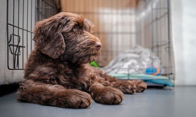 How To Create a Pet-Friendly Garage for Your Dog’s Kennel 2 A fluffy brown puppy relaxing on the hard floor outside of its wire kennel, which contains a blanket and toys.