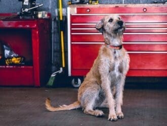 A shaggy dog with a collar sitting on a garage floor. There is automotive repair equipment behind it.