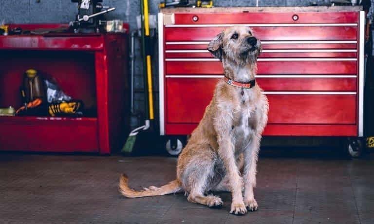 How To Create a Pet-Friendly Garage for Your Dog’s Kennel 1 A shaggy dog with a collar sitting on a garage floor. There is automotive repair equipment behind it.