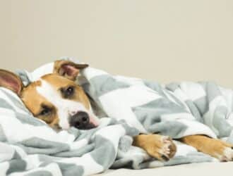 A dog wrapped in a gray-striped blanket lays on their side. They look visibly tired and sick in the eyes.